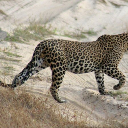 Отель Big Game - Wilpattu By Eco Team Экстерьер фото