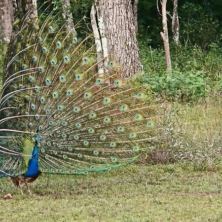 Отель Big Game - Wilpattu By Eco Team Экстерьер фото