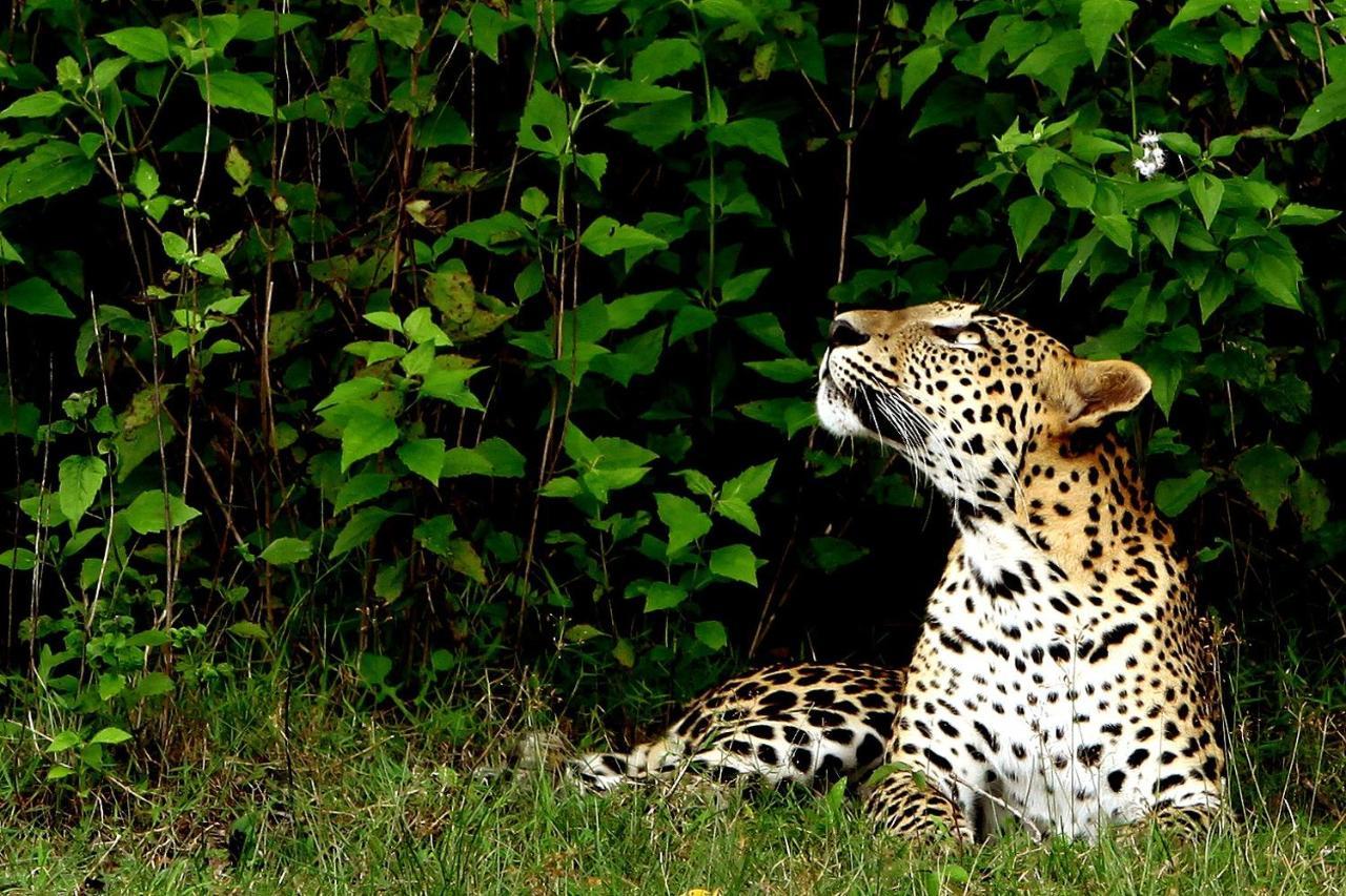 Отель Big Game - Wilpattu By Eco Team Экстерьер фото