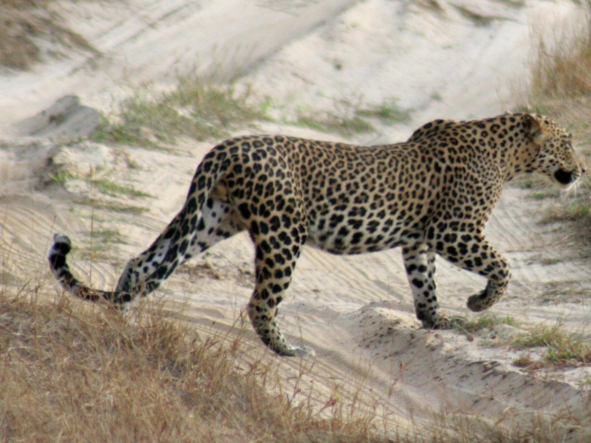 Отель Big Game - Wilpattu By Eco Team Экстерьер фото