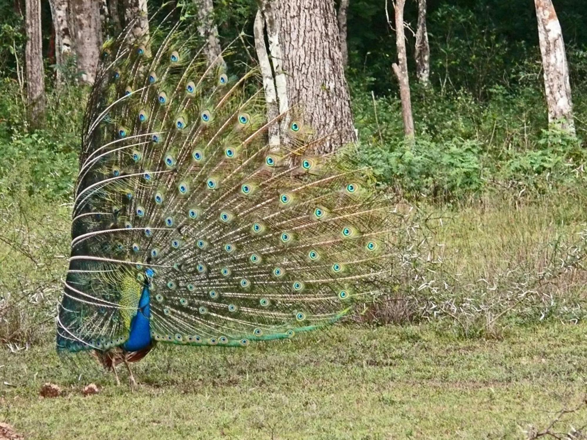 Отель Big Game - Wilpattu By Eco Team Экстерьер фото