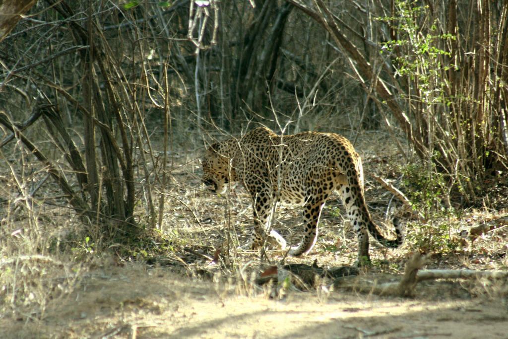 Отель Big Game - Wilpattu By Eco Team Экстерьер фото