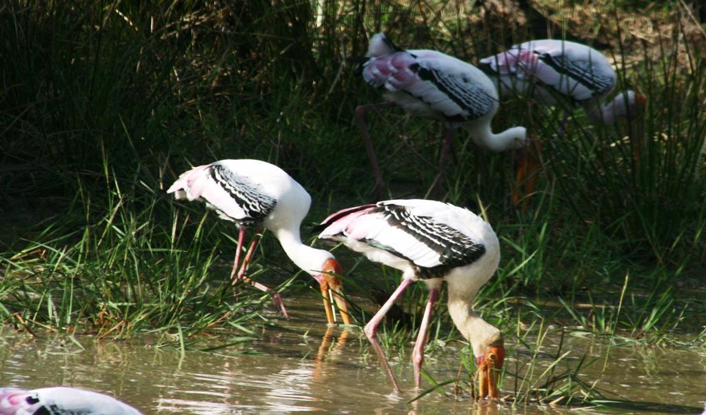 Отель Big Game - Wilpattu By Eco Team Экстерьер фото