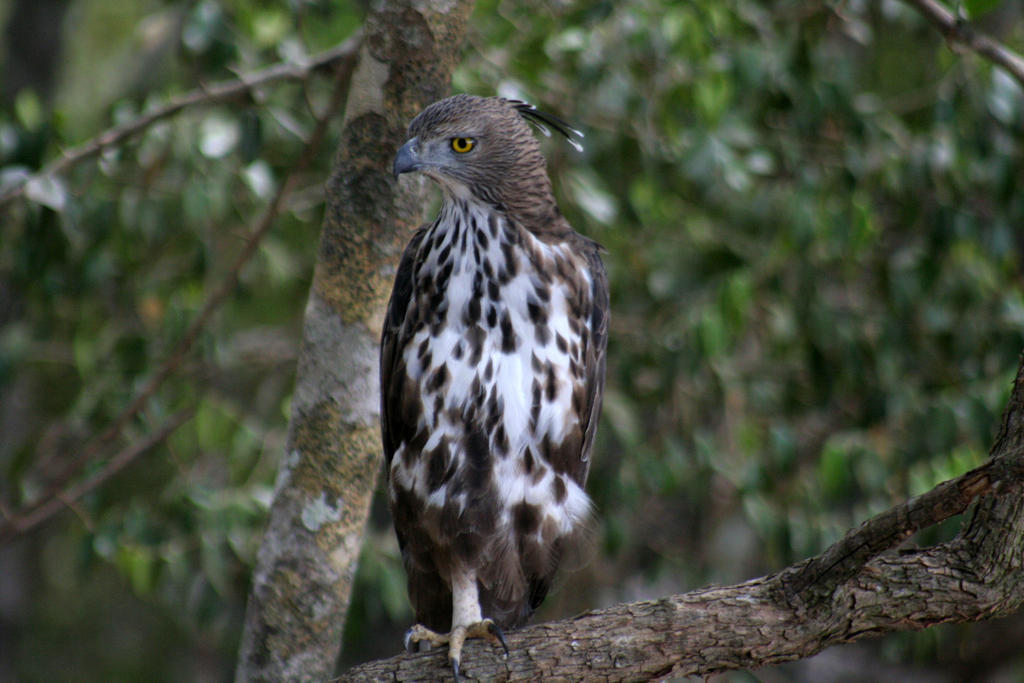 Отель Big Game - Wilpattu By Eco Team Экстерьер фото