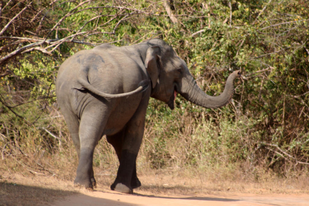 Отель Big Game - Wilpattu By Eco Team Экстерьер фото