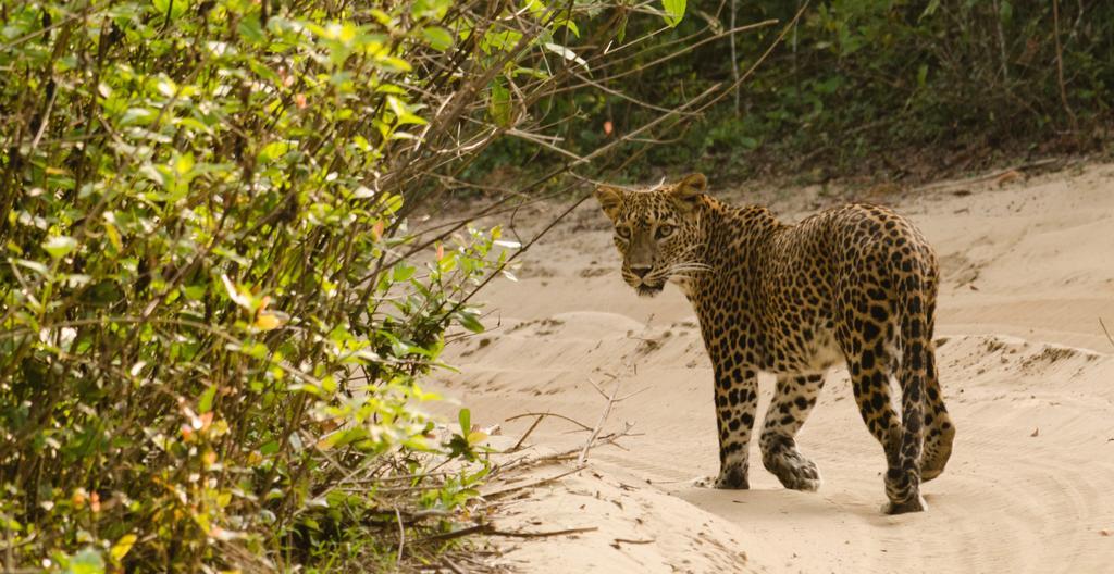 Отель Big Game - Wilpattu By Eco Team Экстерьер фото