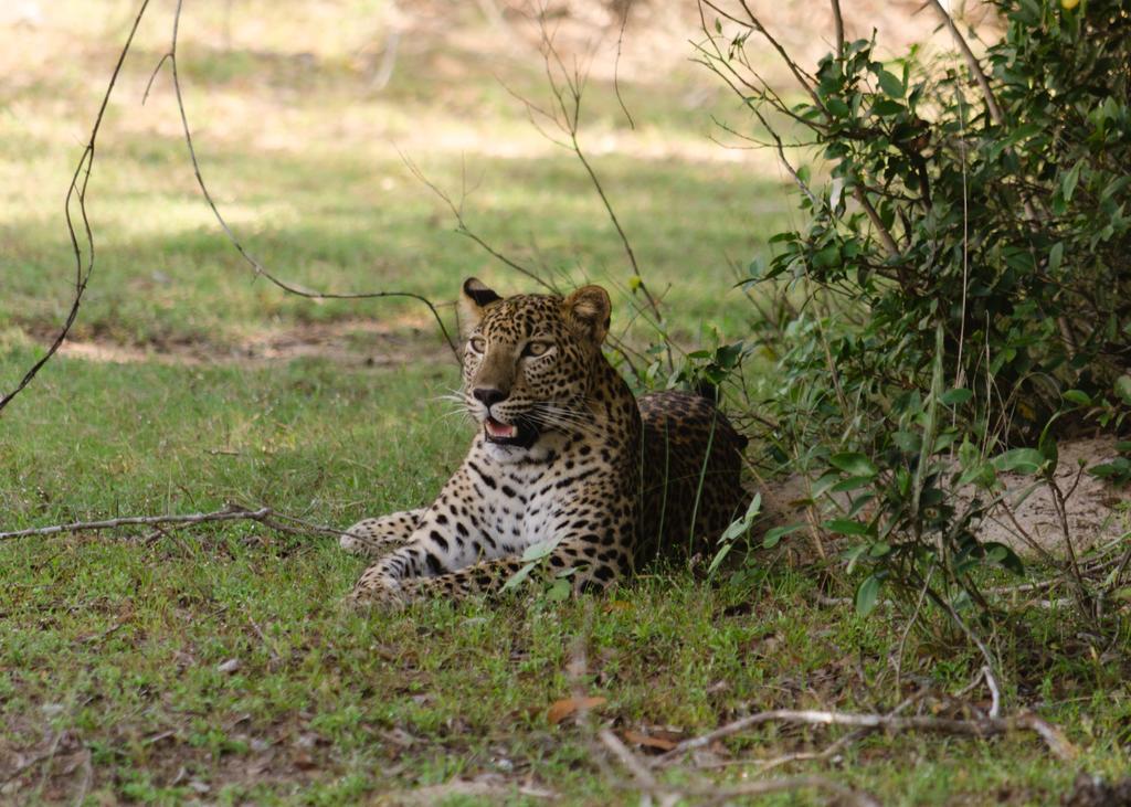 Отель Big Game - Wilpattu By Eco Team Экстерьер фото