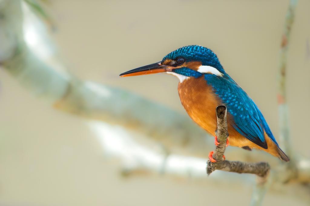 Отель Big Game - Wilpattu By Eco Team Экстерьер фото